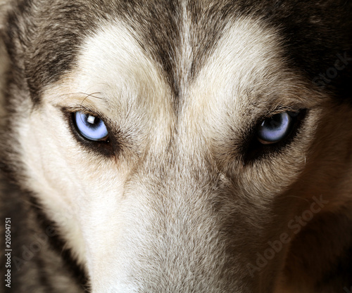 Naklejka ścienna Close view of blue eyes of an Husky or Eskimo dog.