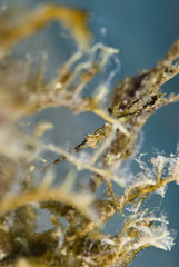 Fuzzy Ghost Pipefish (Solenostomus sp)