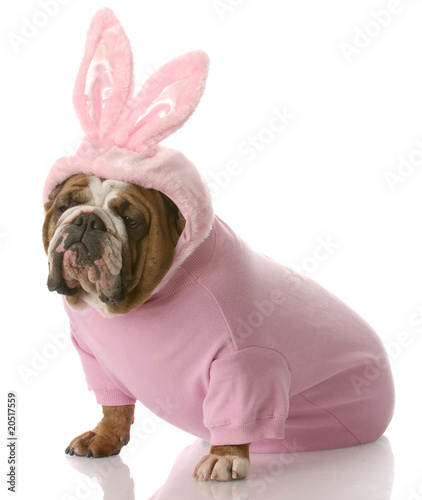 Zdjęcie XXL pies przebrany za króliczka wielkanocnego