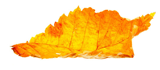 Wall Mural - autumn wilting leaf