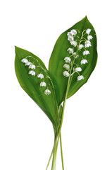 Wall Mural - lily of the valley