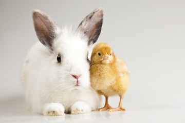 Little chick on rabbit on white