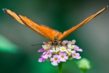 Wall Mural - Fackelschmetterling