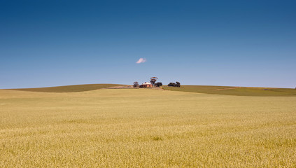 farm has fields of wheat