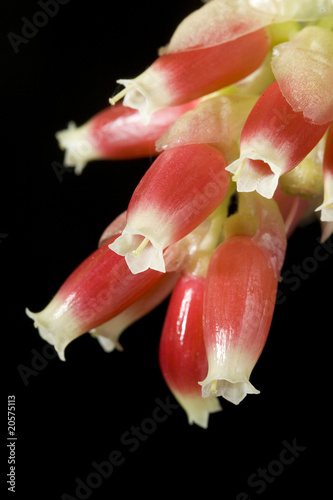 Flowers of Cavendishia acuminata, fam. Ericaceae Poster