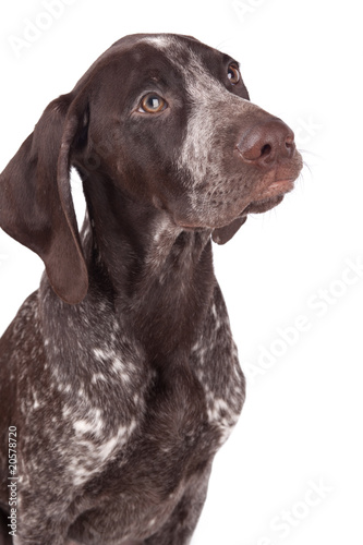 German Short Haired Pointer The Hunting Dog On White A Backgrou