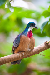 Wall Mural - Mindanao Bleeding-heart