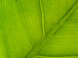 © R_Yosha - Green Leaf Macro Horizontal