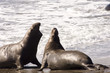 Elephant seals in california