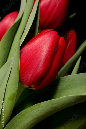 Naklejki tulipany czerwone-tulipany-na-czarnym-tle-makro