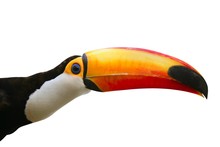 Toucan Bird Colorful In  White Background