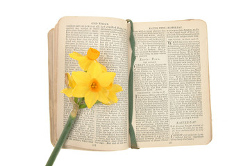 Prayer book and daffodil