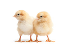 Two Baby Chicks Isolated On White