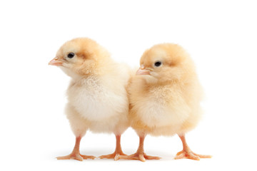 two baby chicks isolated on white