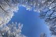 Sky with trees covered with hoarfrost