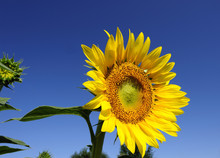 Flower Of A Sunflower