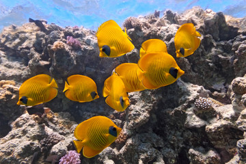 Wall Mural - Shoal of butterfly fish on the coral reef