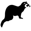 silhouette of ferret