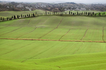 Tuscan hills with rows of cypress trees