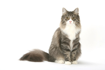 Naklejka na meble chat norvégien à la fourrure opulente assis de face