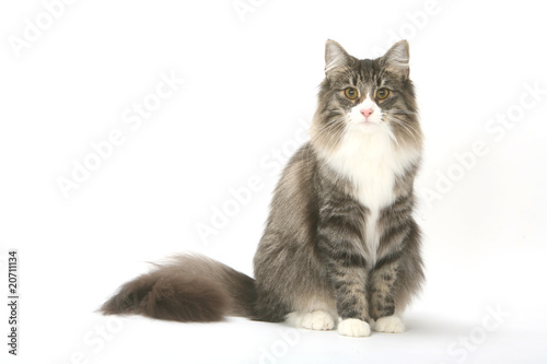 Chat Norvegien A La Fourrure Opulente Assis De Face Photo Stock Adobe Stock