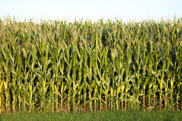 Wall Mural - corn