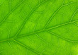 canvas print picture - Nahaufnahme von grüner Blattstruktur und grünen Blattadern