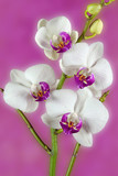 Fototapeta Storczyk - Orchidée blanc 3