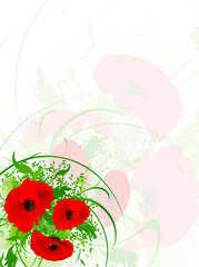 Wall Mural - poppy