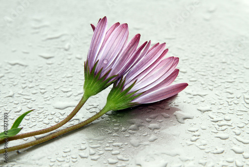 flores mojadas