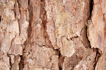 Tree Bark