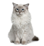 Fototapeta Zwierzęta - Front view of Ragdoll, sitting and looking at the camera