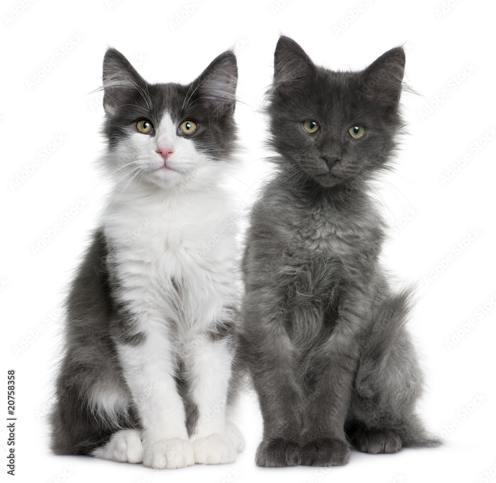 two Norwegian Forest Cat kitten (4 months old), sitting Stock Photo | Adobe  Stock, image size:1000x972