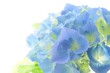 blue  hydrangea