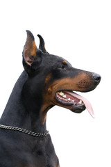 Wall Mural - dobermann isolated over white background