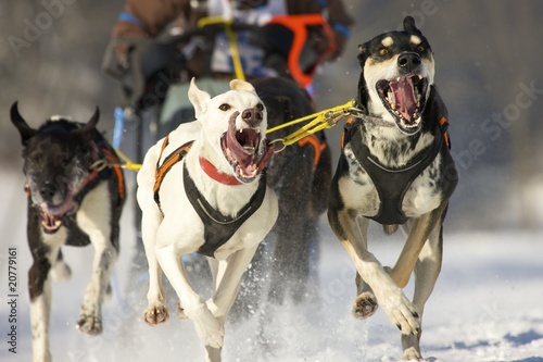 alaskan husky race
