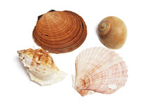 Collection Of Seashells
