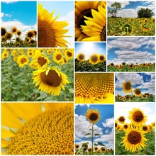 Sunflowers Collage