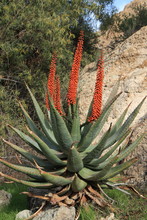 Exotic Cape Aloe Hybrid Plant