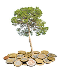 Pine tree growing from pile of coins