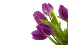 Purple Tulips Isolated On White