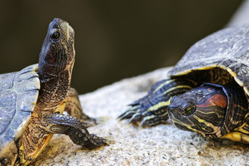 Red eared slider turtles