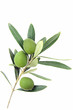 Isolated olive branch
