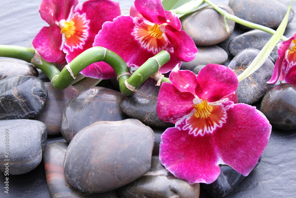 kwiaty-orchidei-na-kamykach