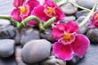 Orchideenblüten auf Kieselsteinen