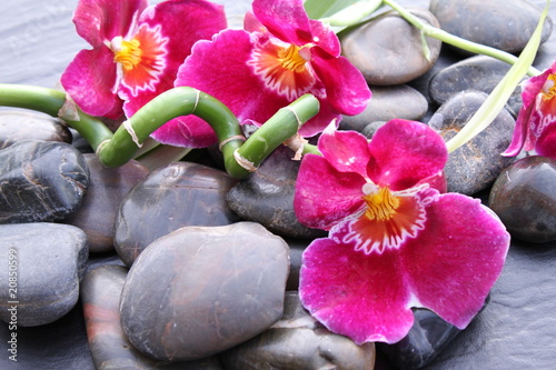 kwiaty-orchidei-na-kamykach