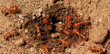 © Scott Harms - red ants