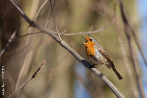 Rouge Gorge Chant Siffler Oiseau Bec Ouvert Buy This Stock