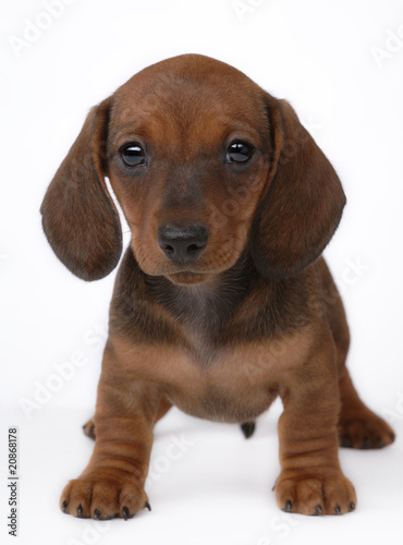 Smooth Haired Dachshund Puppy Buy This Stock Photo And Explore