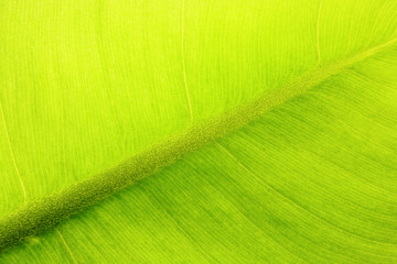 Poster - leaf background